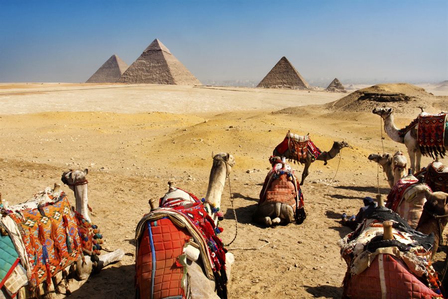 Camels resting in the desert in front of the pyramids of Giza