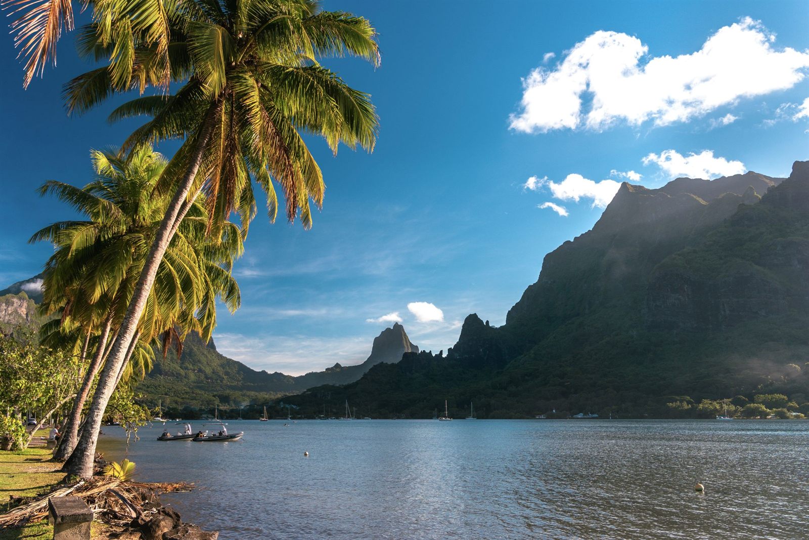 Palm tree leaning over a calm lagoon below jagged green peaks on Moorea